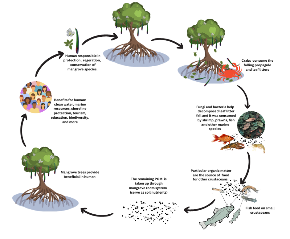 Mangrove decomposition and nutrient recycling diagram (Photo Credit : Lizel L. Sabino and Edison D. Macusi)
