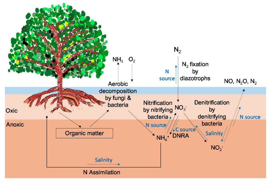 Pathways for the nitrogen cycle in mangrove forests (Photo Credit : Yo-Jin Shiau and Chih-Yu Chiu)