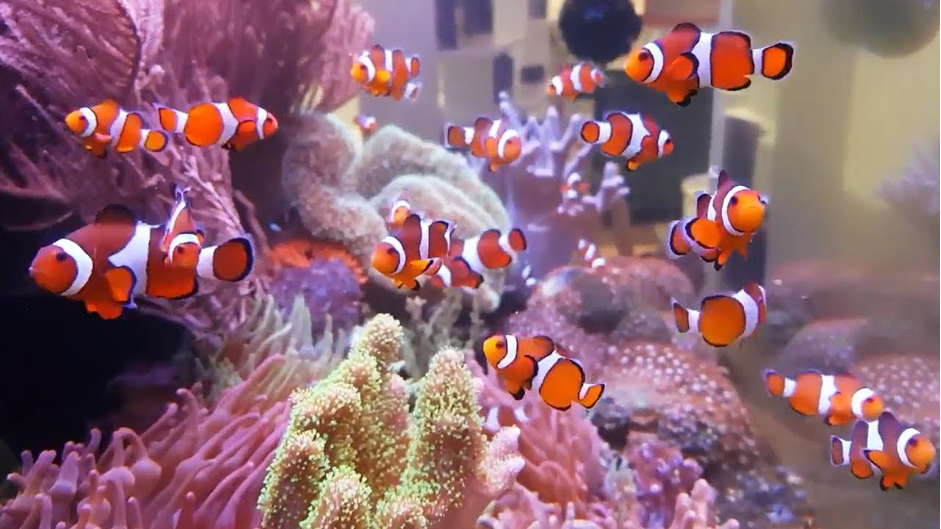 Clown fish (Photo Credit : George Mavrakis)