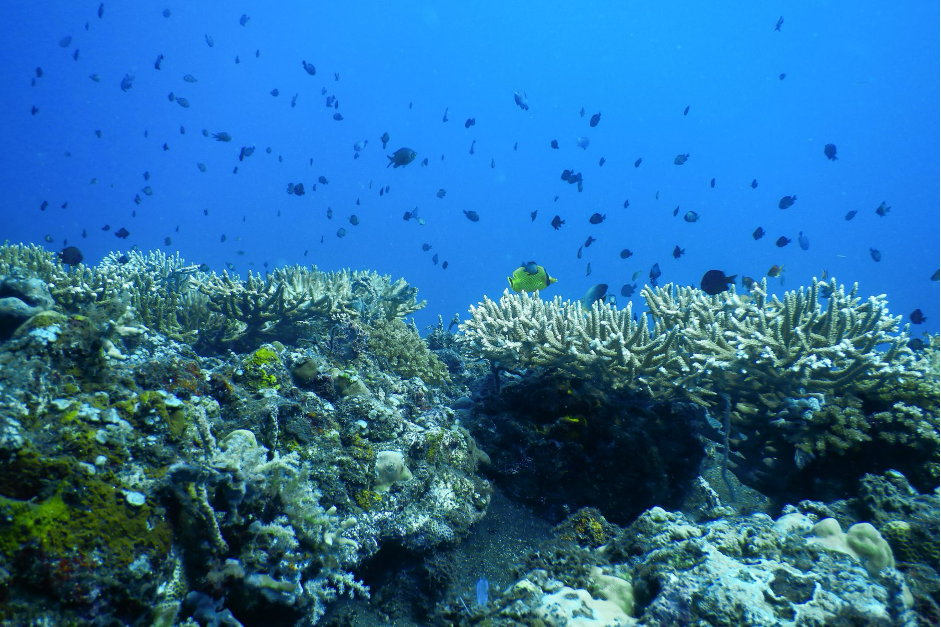 Corals and reef fish thrive on the artificial structures that community from Les have deployed (Image: LINI Foundation)