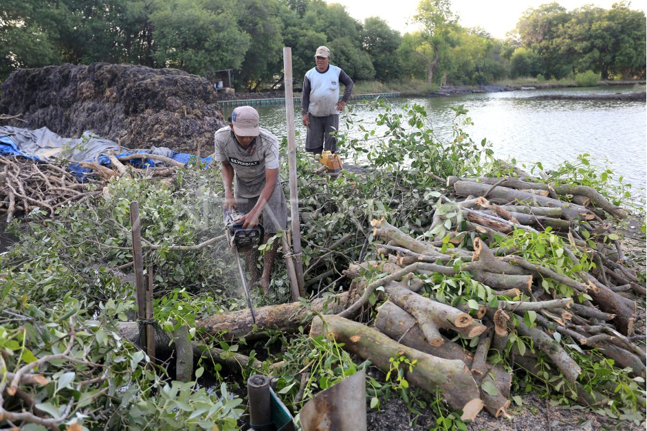 Mangrove deforestation to clear land for fish pond (Photo Credit : Dedhez Anggara/ANTARA FOTO)