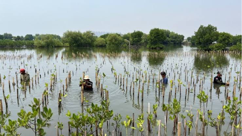 Local residents plant mangroves at a government conservation site in the Teluk Naga area of North Jakarta (Photo Credit : World Bank)