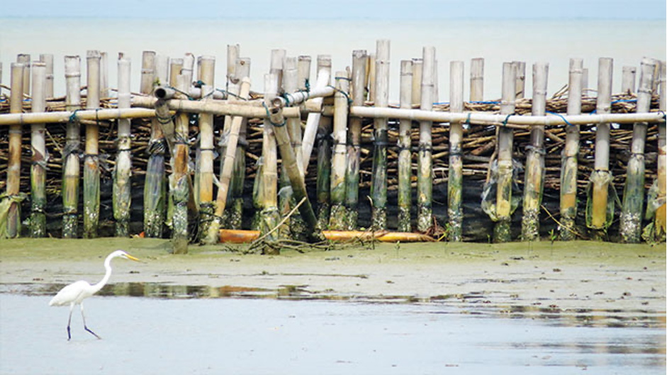 Sediment trap structure, Timbulsloko Village, Demak, Central Java (Photo Credit : Apri Susanto)