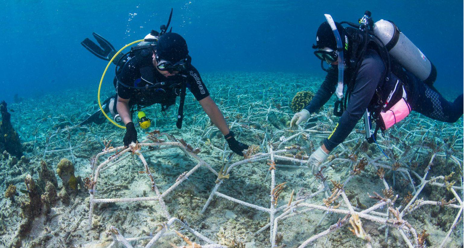 Coral reef restoration (Photo Credit : Indo-Pacific Films)