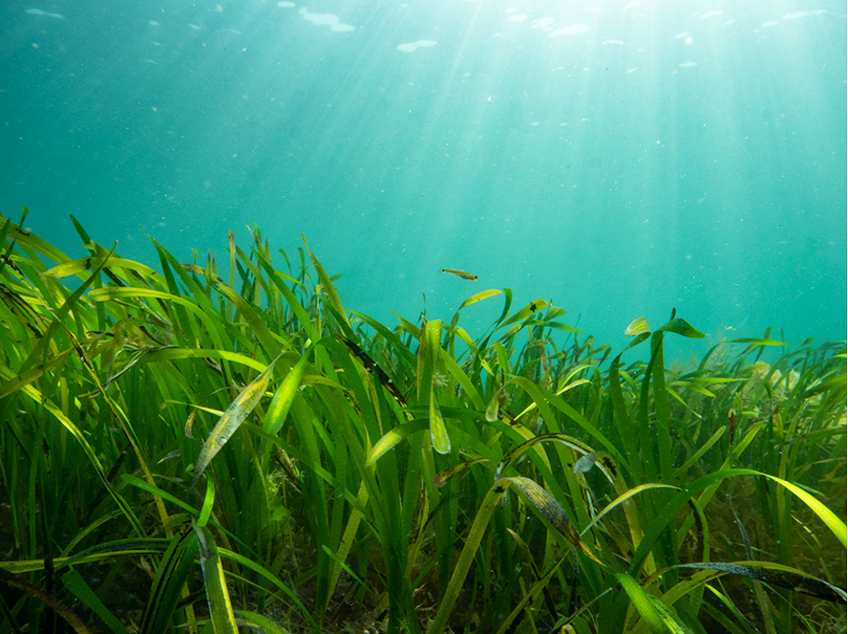 Seagrass (Photo Credit : Fiona Crouch)