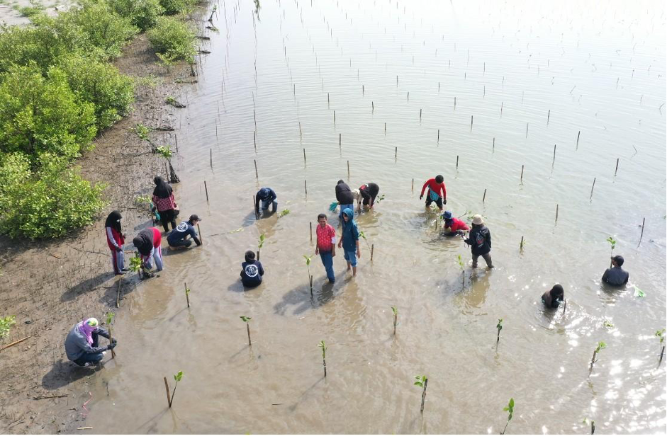 Local residents participate in mangrove restoration activities, helping protect coastlines, support fisheries, and strengthen community livelihoods (Photo Credit : Irfan Saputra/Kanal Desa)