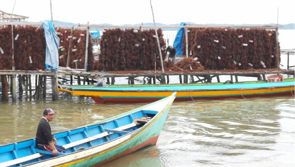 Seaweed farming provides an alternative source of income for coastal households while reducing pressure on wild marine resources (Photo Credit : Radar Tarakan)