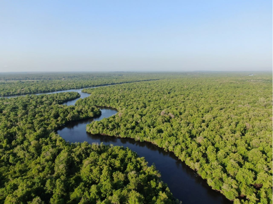 Riau mangrove forest (Photo Credit: YKAN)