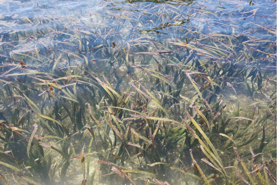 Seagrass meadow in northern Nias Island (Photo Credit: Eko Siswono Toyudho/Konservasi Indonesia)