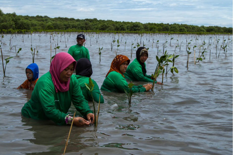 Community-based mangrove restoration (Photo Credit: Livelihoods)