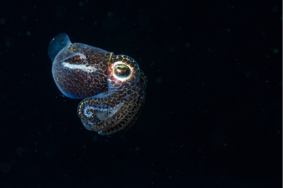 A close-up of a bobtail squid at night (Photo Credit : Padi.com)