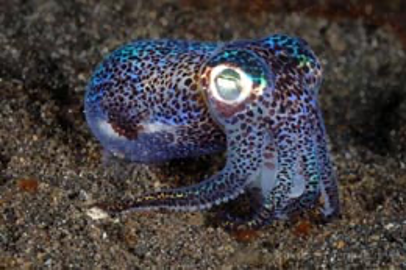 Berry’s bobtail squid (Photo Credit : diverosa)