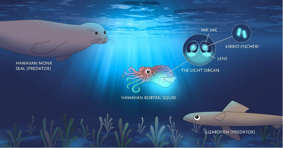 An illustration of the bobtail squid’s relationship with glowing bacteria (Photo Credit : labxchange)