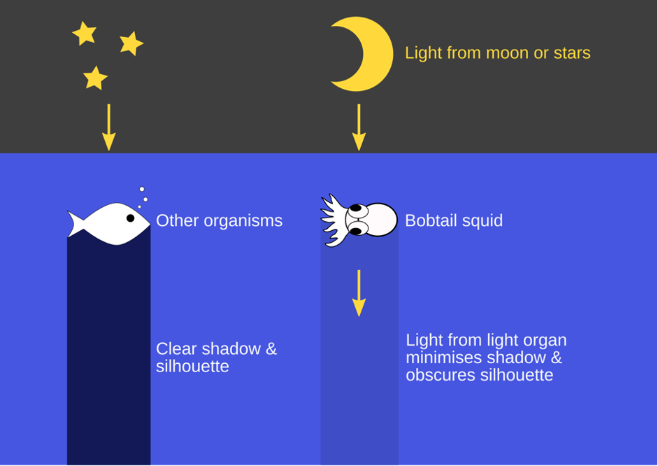Diagram of how bobtail squids utilise their light organs to obscure their silhouettes (Photo Credit : Pen-Yuan Hsing)