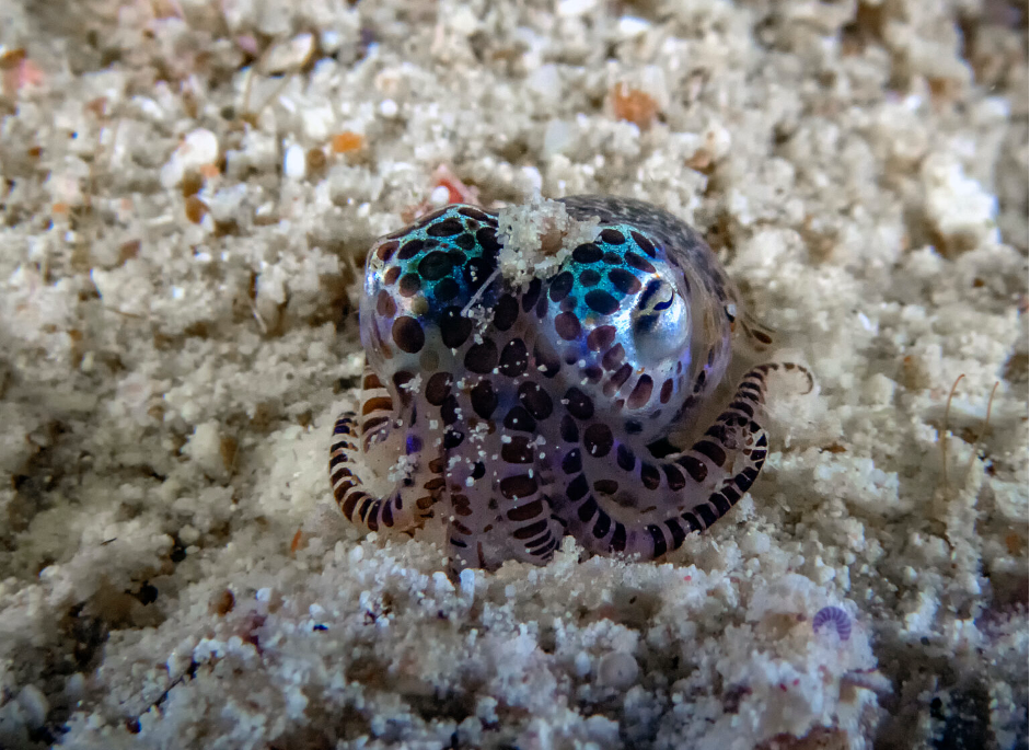 Bobtail squid daytime behavior of burying itself in the sand (Photo Credit : American Oceans)