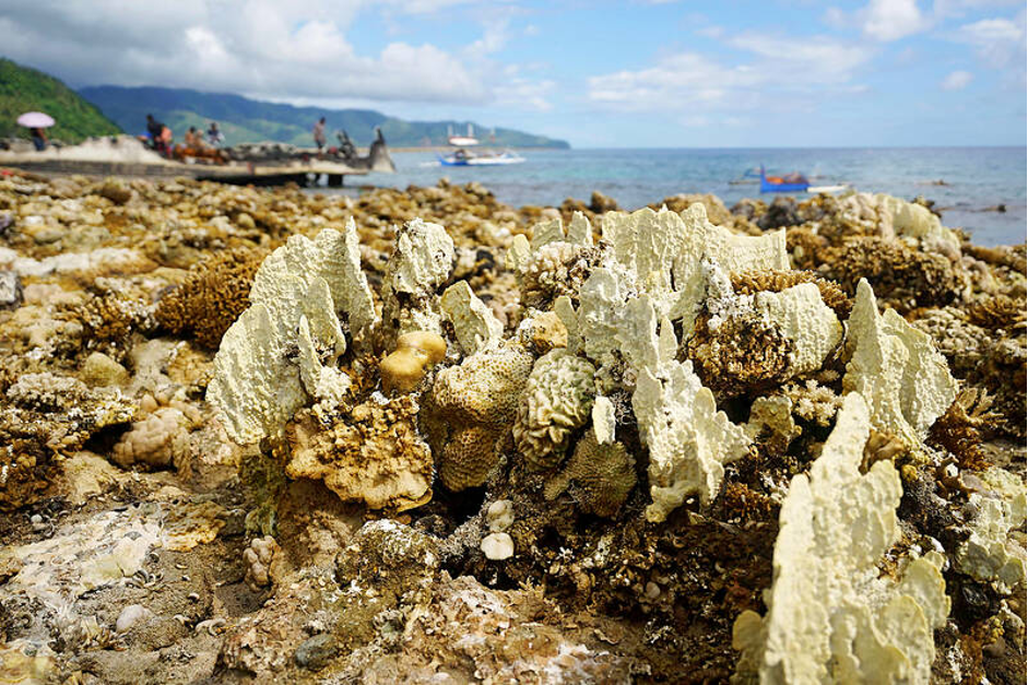 Exposed corals after coastal uplift following an earthquake along the Pangyan Marine Sanctuary in Glan, Sarangani, Philippines (Photo Credit : AFP)