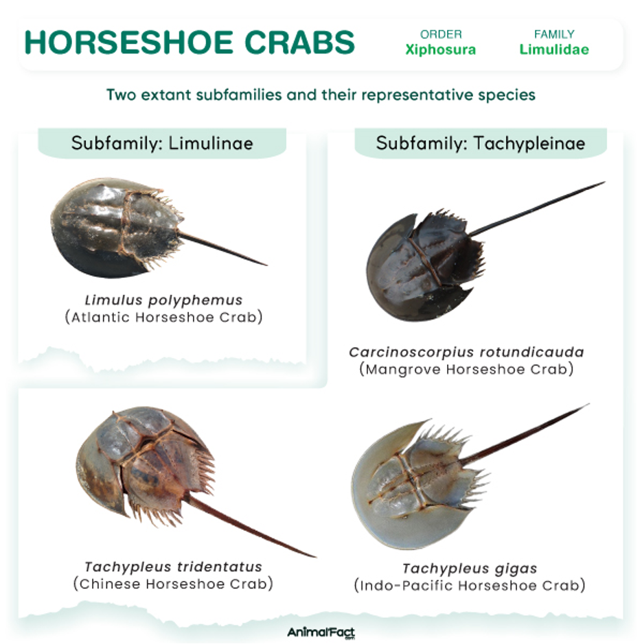 Four extant species of horseshoe crabs (Photo Credit : animalfact)