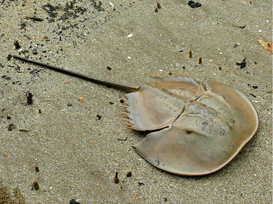 Mangrove horseshoe crab in Bako National Park (Photo Credit : Bernard DUPONT)