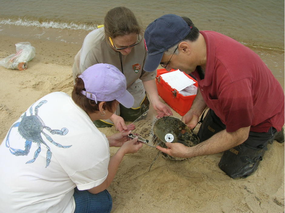 Fieldwork for horseshoe crab conservation (Photo Credit : NPS Photo)