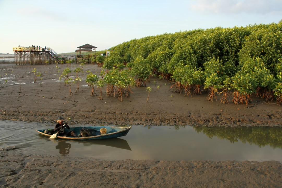 Mangrove forests and local fisheries thrive side by side (Photo Credit : Arnas Padda/ANTARA)
