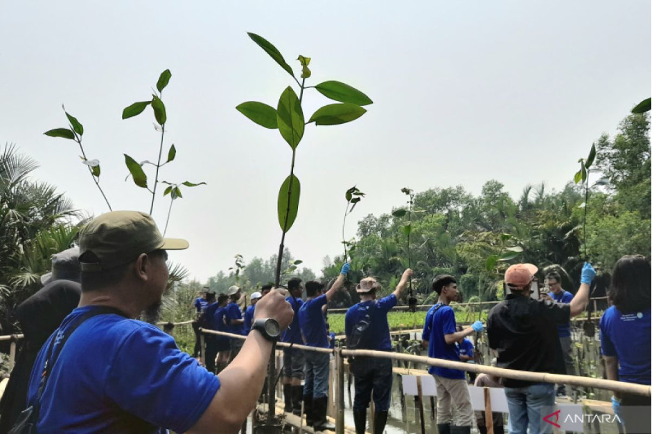 Mangrove replanting at Muara Angke (Photo Credit : Lintang Budiyanti Prameswari/ANTARA)