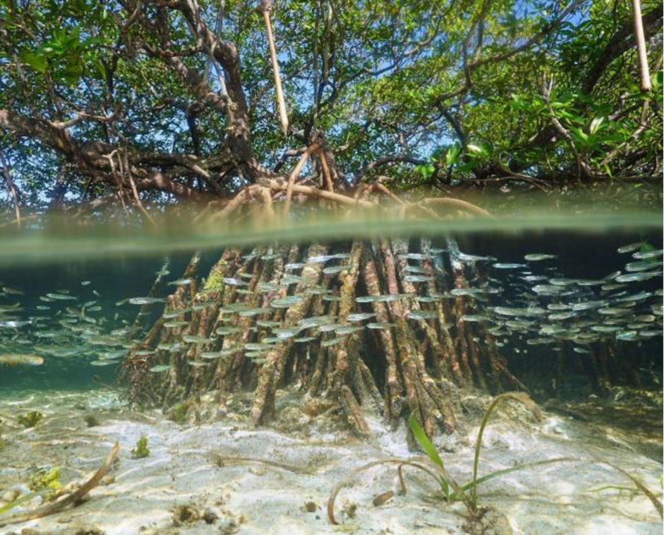 Mangrove roots as nursery habitat (Photo Credit : Damsea/Shutterstock)