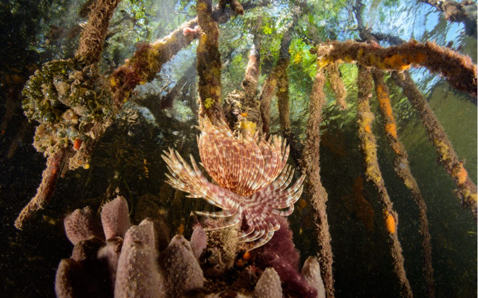 Mangrove roots are a complex habitat that function as a protective nursery for juvenile fish  (Photo Credit : Eiko Jones)