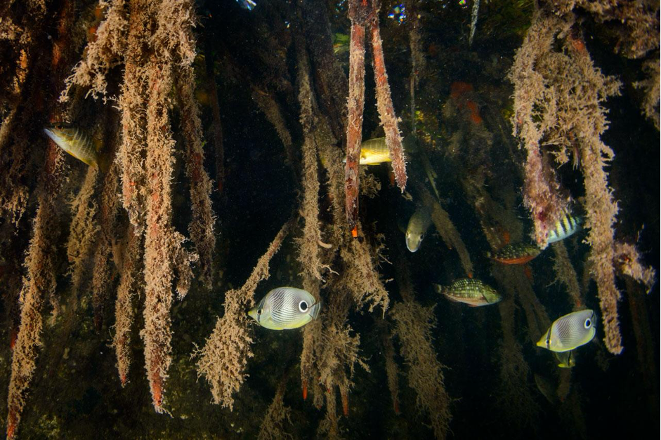 Fishes find food, shelter, and protection within the tangled roots of a mangrove forest (Photo Credit : Eiko Jones)