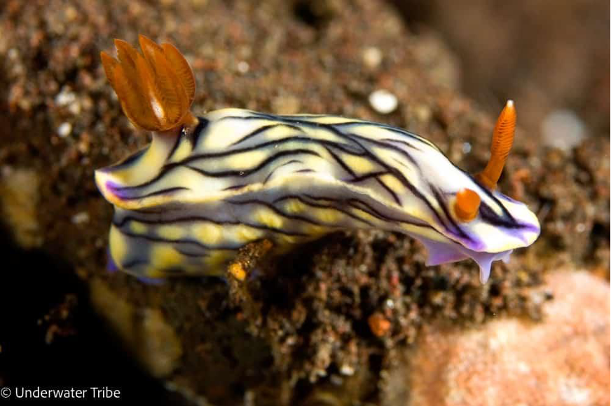 A vividly patterned nudibranch displays its striking colors and intricate textures on the tropical seabed (Photo Credit : Underwater Tribe)