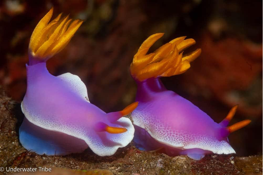 Two brightly colored nudibranchs (Hypselodoris apolegma) crawl across the reef (Photo Credit : Underwater Tribe)