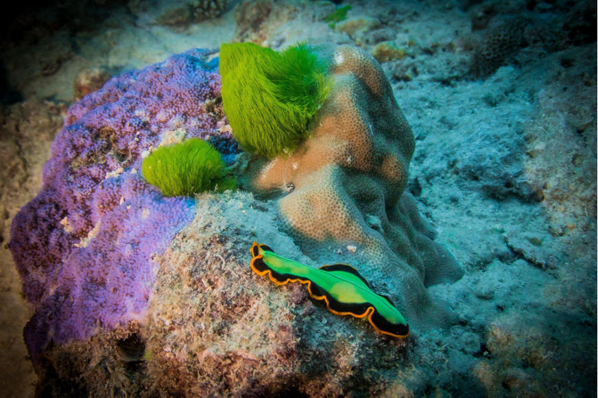 A nudibranch glides across a coral reef (Photo Credit : Great Barrier Reef Liveaboards)