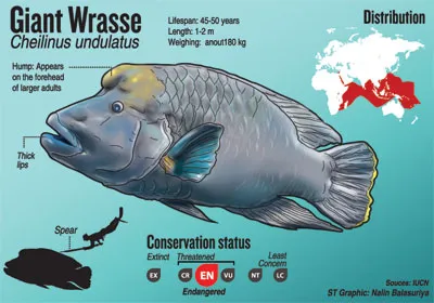 Napoleon fish morphology (Photo Credit : IUCN)