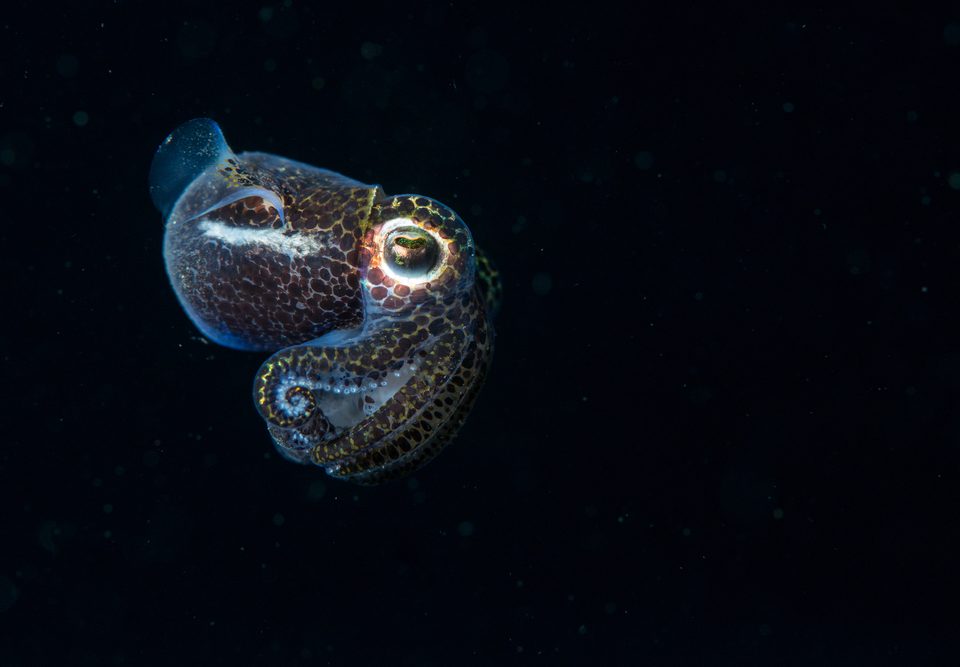 A close-up of a bobtail squid at night (Photo Credit : Padi.com)