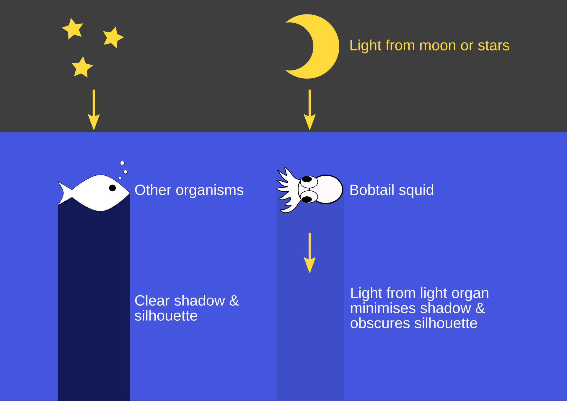 Diagram of how bobtail squids utilise their light organs to obscure their silhouettes (Photo Credit : Pen-Yuan Hsing)