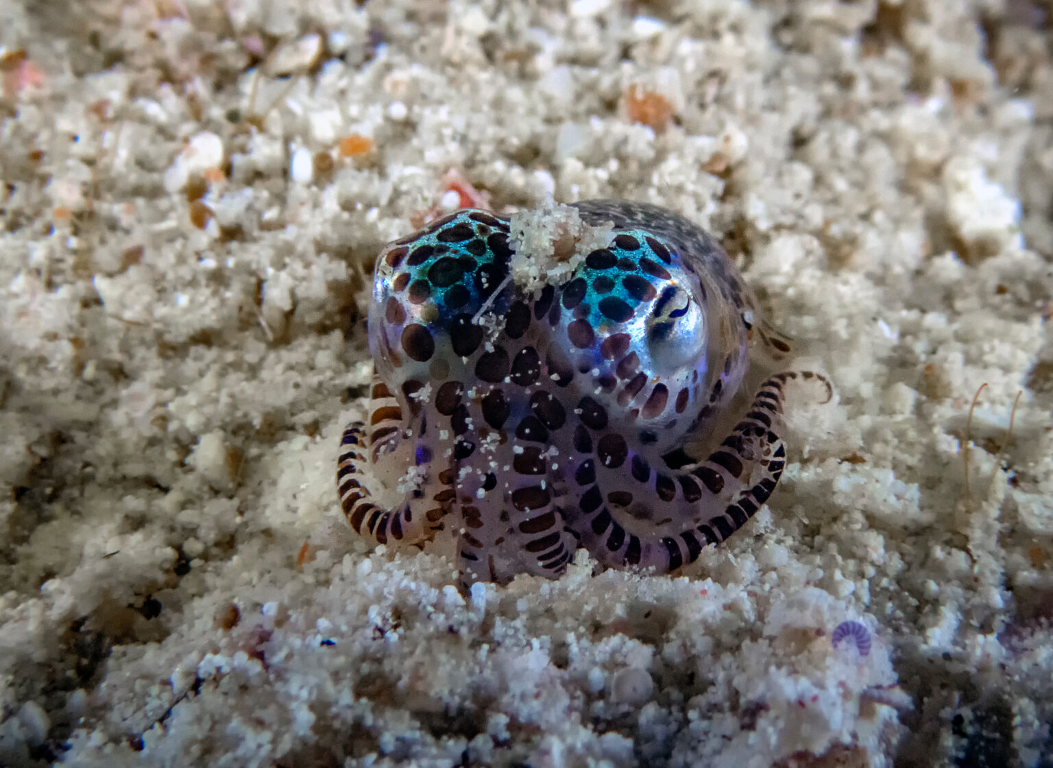 Bobtail squid daytime behavior of burying itself in the sand (Photo Credit : American Oceans)