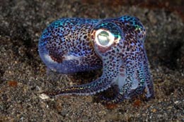 Berry’s bobtail squid (Photo Credit : diverosa)
