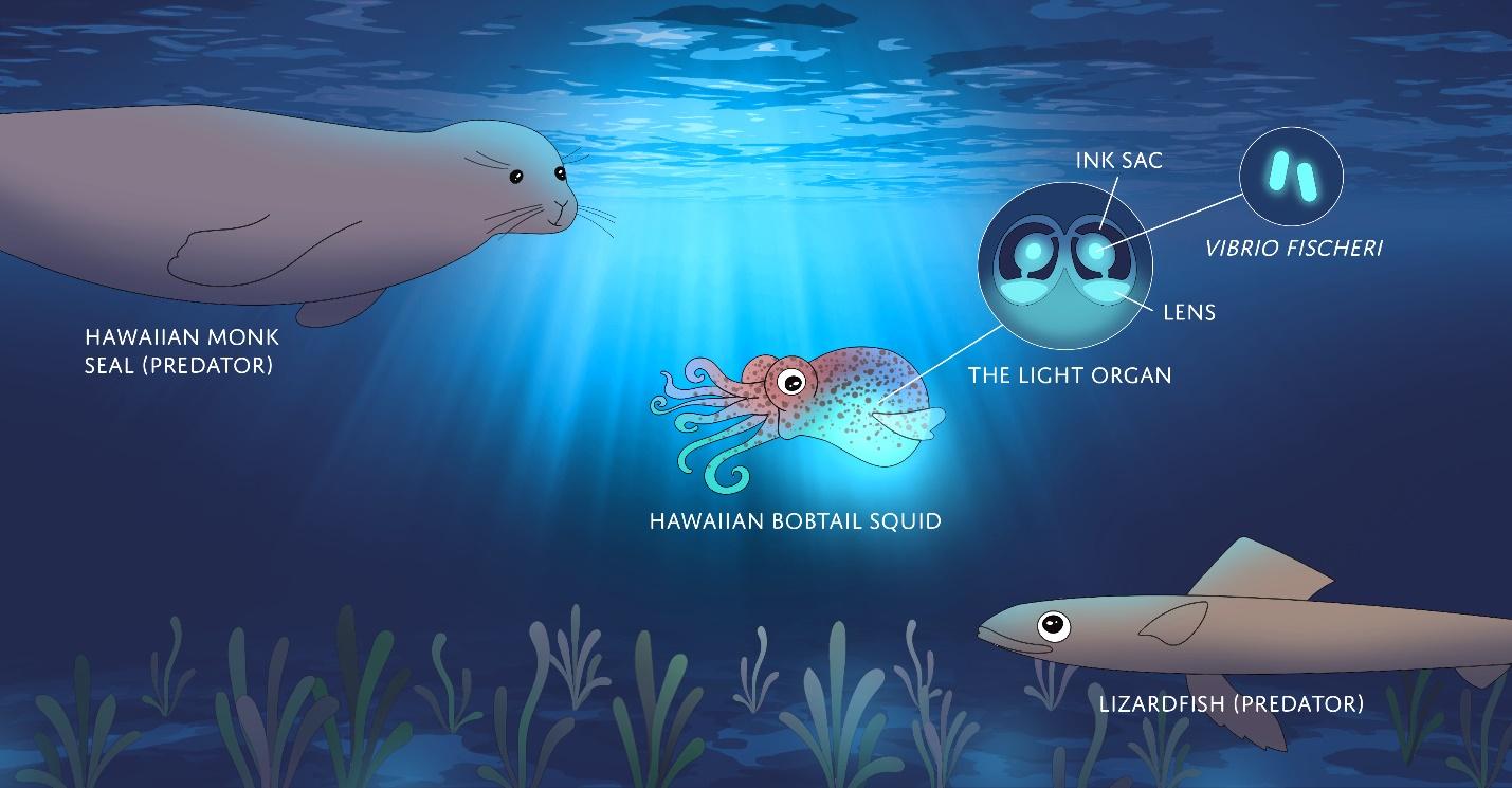 An illustration of the bobtail squid’s relationship with glowing bacteria (Photo Credit : labxchange)