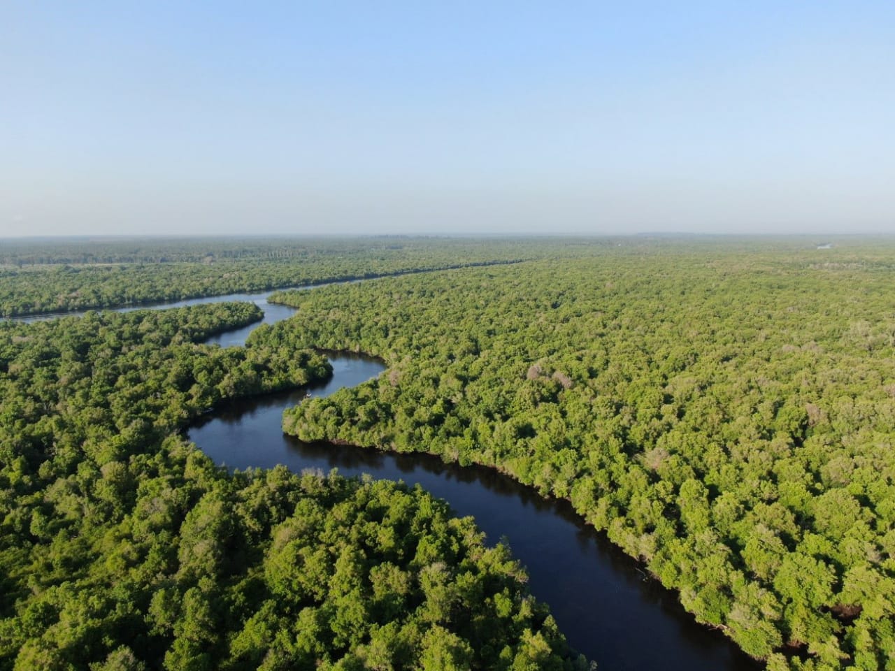 Riau mangrove forest (Photo Credit: YKAN)