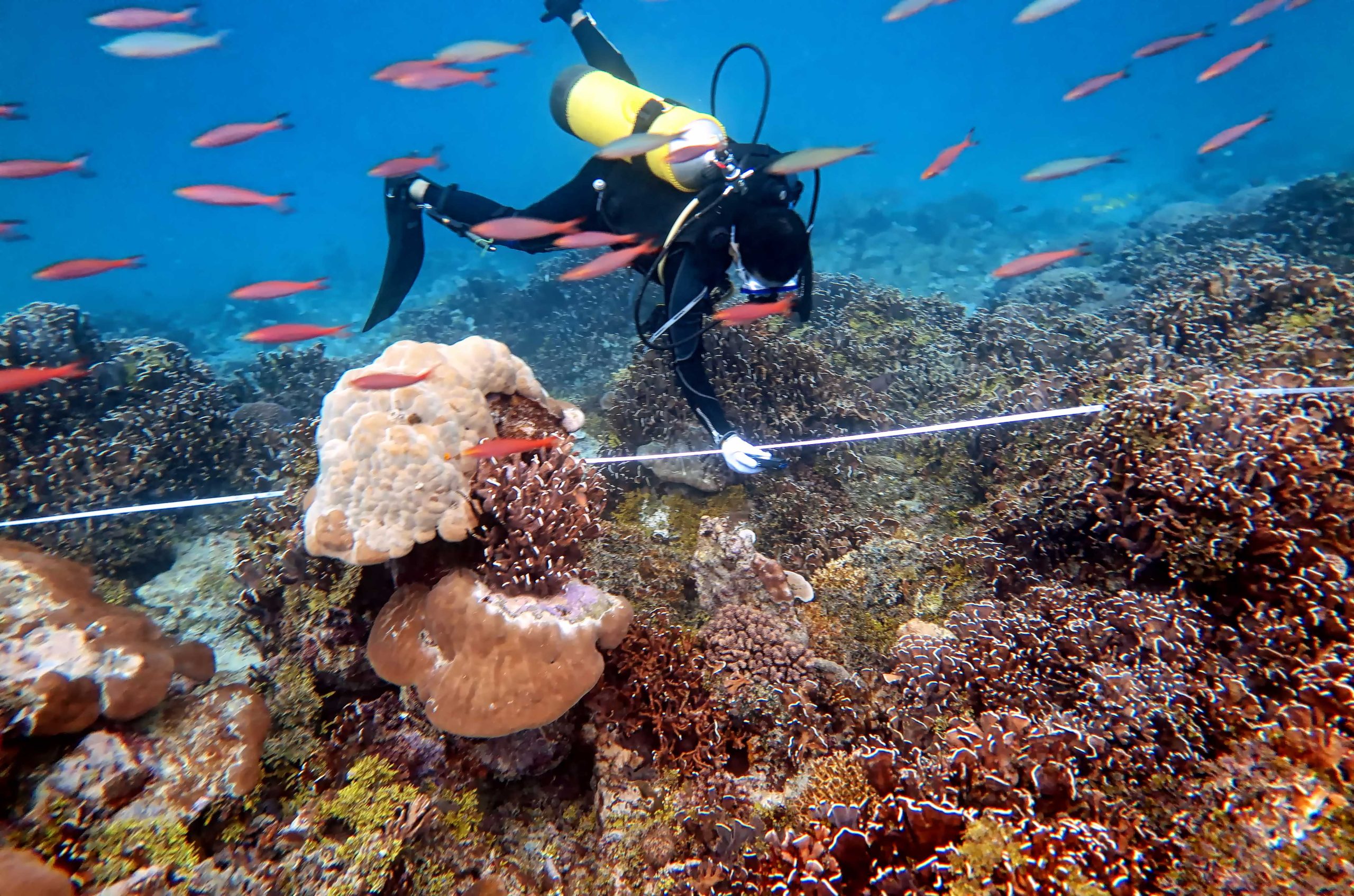 Indonesia healthy coral reef (Photo Credit: LIPI)