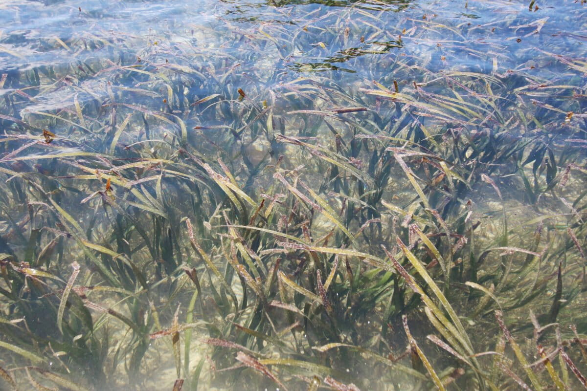 Seagrass meadow in northern Nias Island (Photo Credit: Eko Siswono Toyudho/Konservasi Indonesia)