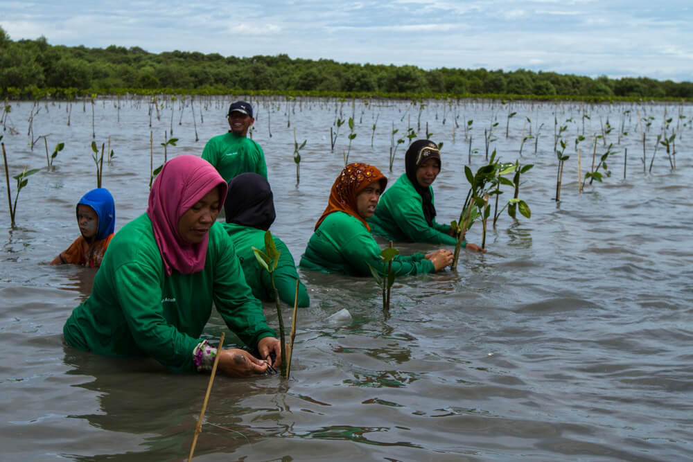 Community-based mangrove restoration (Photo Credit: Livelihoods)