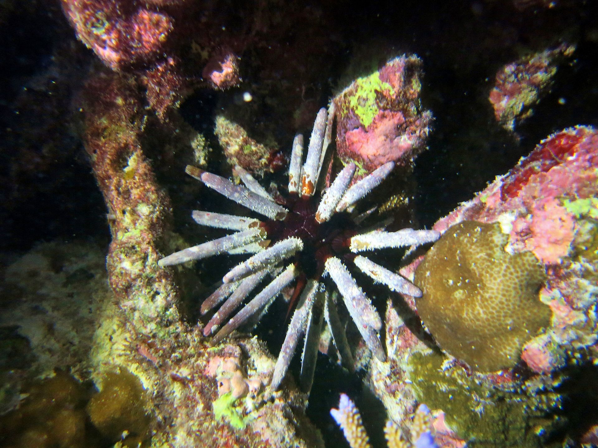 Phyllacanthus imperialis in Maldives (Photo Credit : MDC Seamarc Maldives)