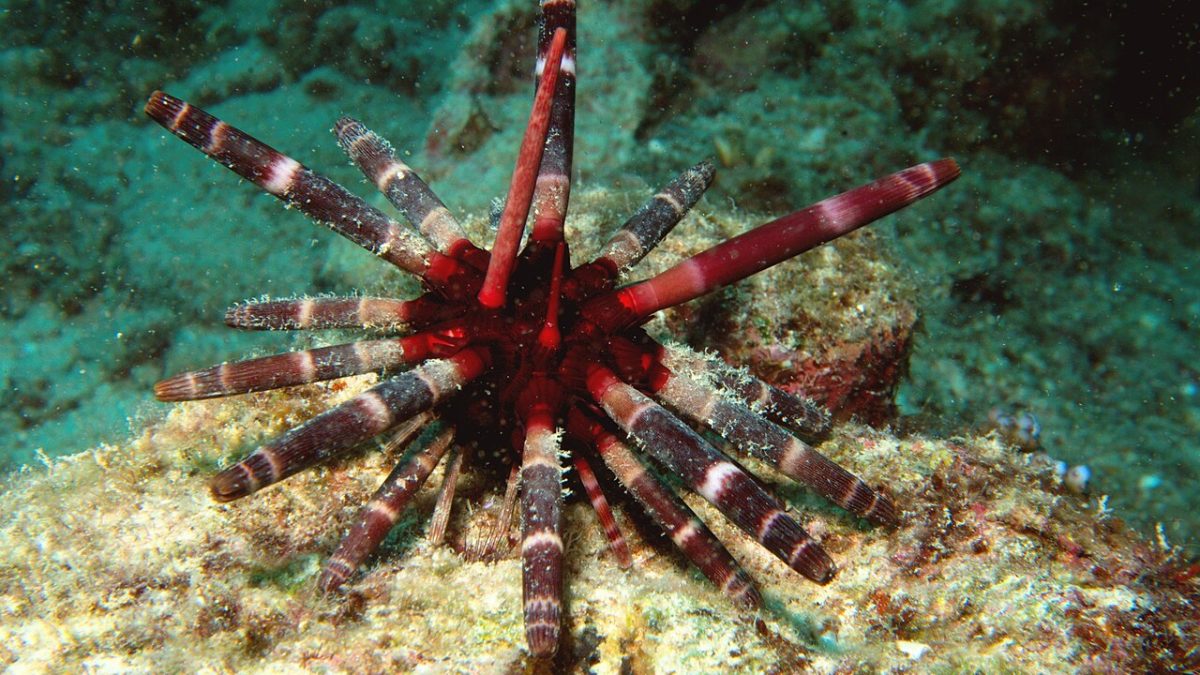 A red pencil sea urchin on a coral reef (Photo Credit : François Michonneau)