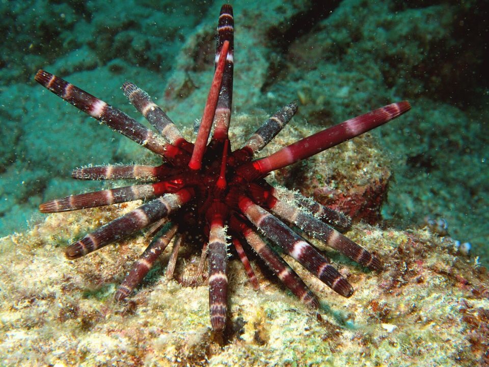A red pencil sea urchin on a coral reef (Photo Credit : François Michonneau)