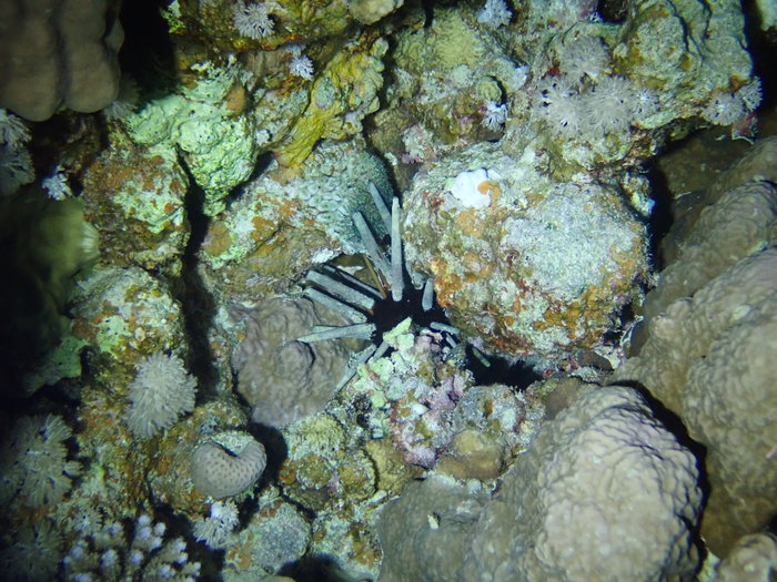 Phyllacanthus imperialis at Suil Island, Red Sea (Photo Credit : Martina Holzknecht)