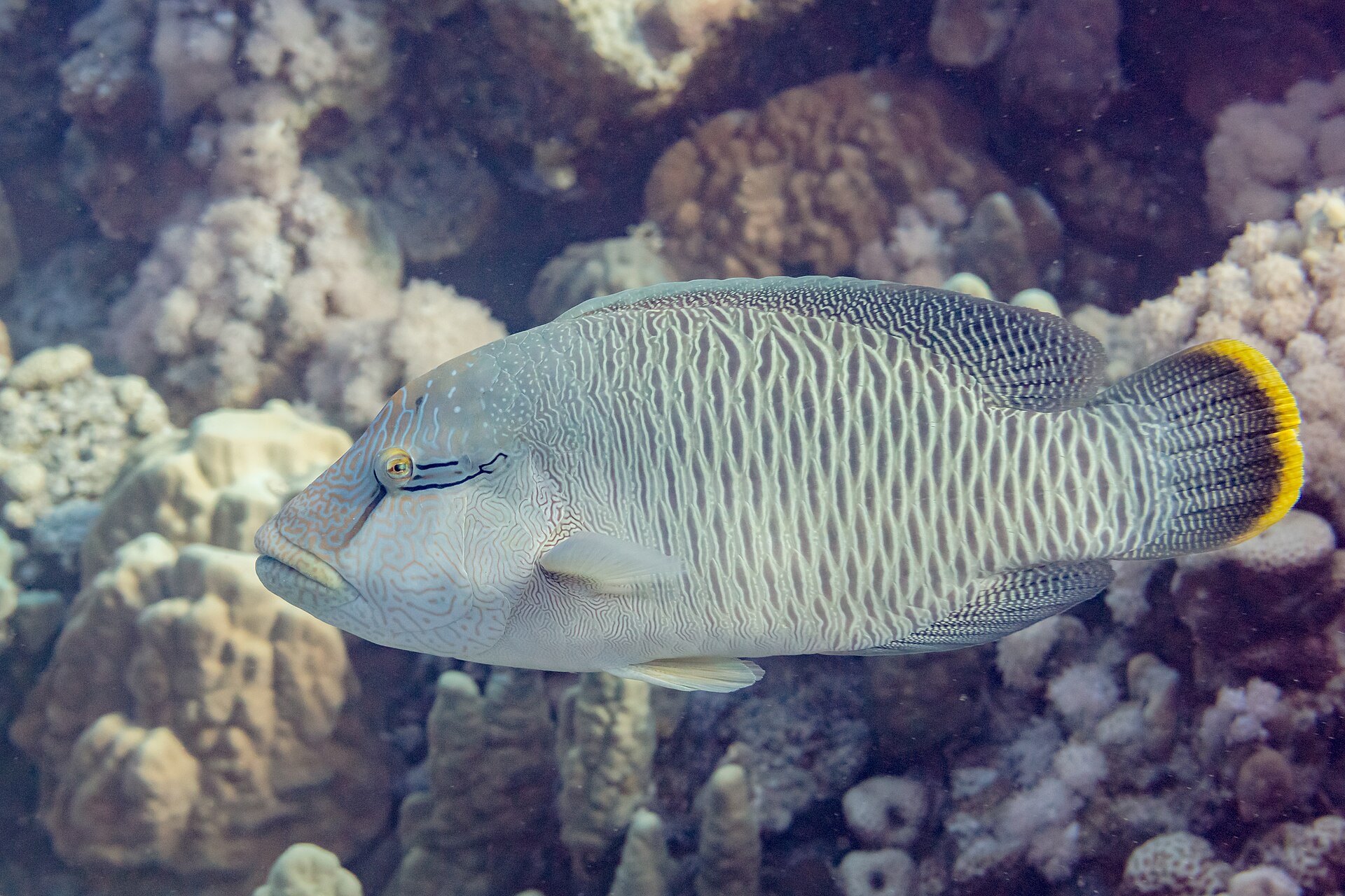 Napoleon fish in Red Sea, Egypt (Photo Credit : Diego Delso)