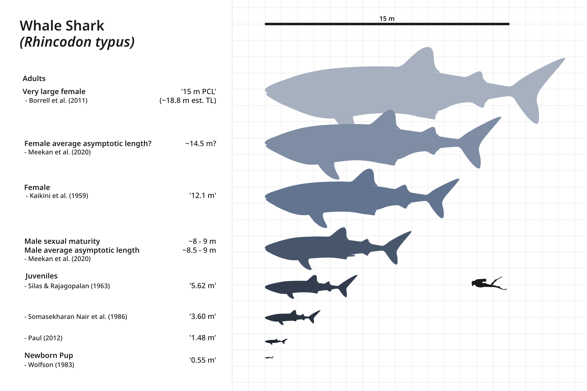 The size and growth of the whale shark (Photo Credit : Steveoc 86)
