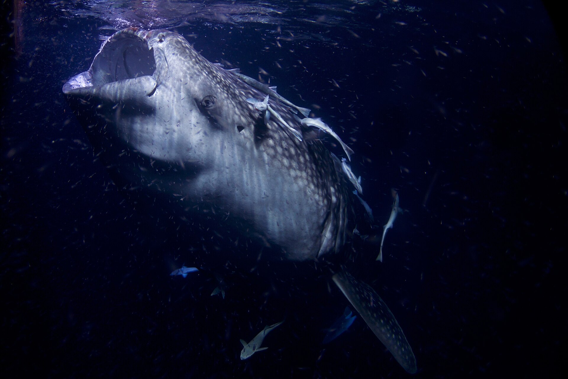 Whale Shark filter feeding plankton at night,
Thaa Atoll, Maldives (Photo Credit : Arturo de Frias Marques)