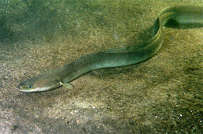 European eel (Photo Credit : GerardM)