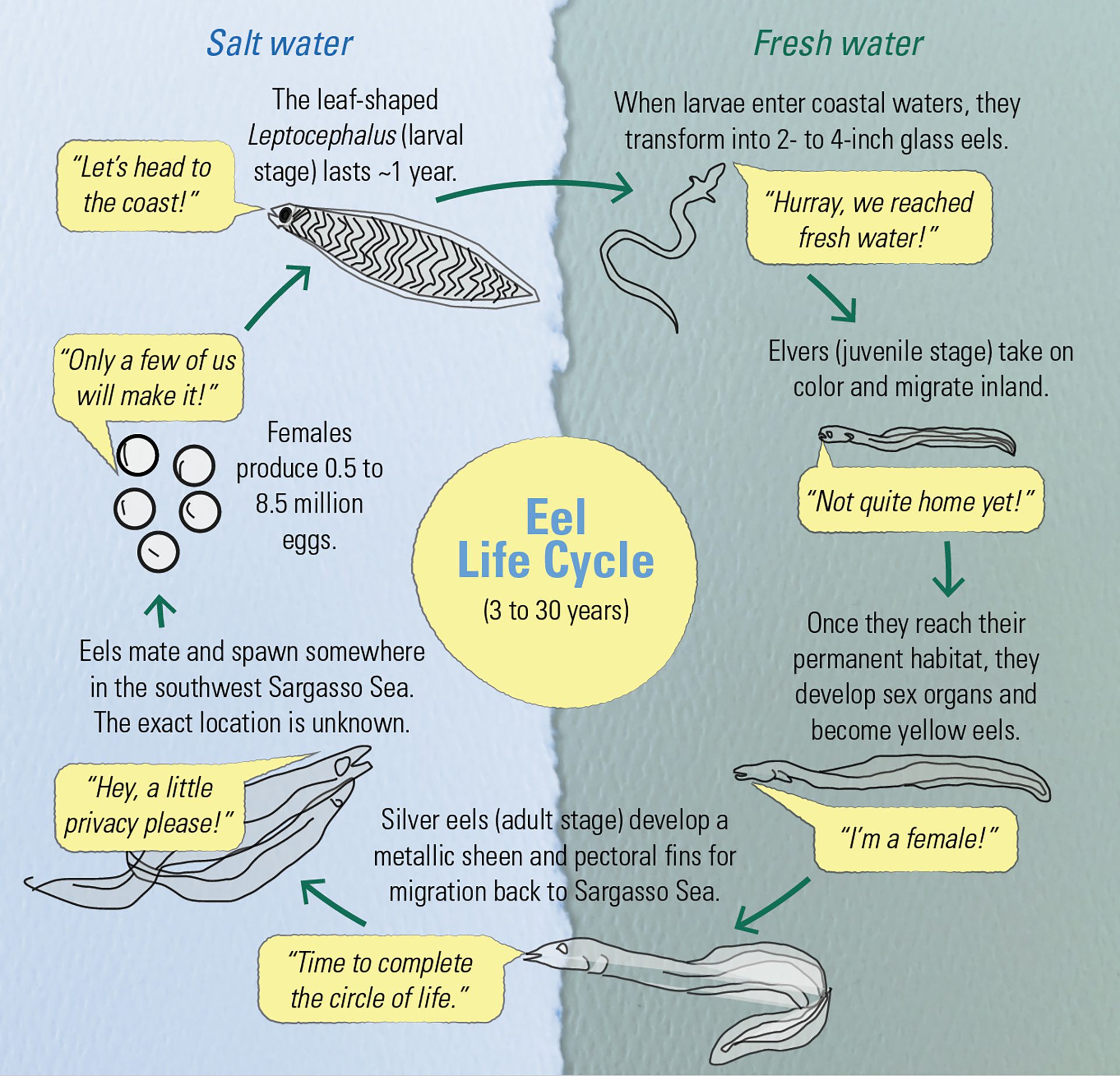 Eel life cycle (Photo Credit : Woods Hole Oceanographic Institution)